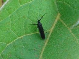 Attēlu rezultāti vaicājumam “Scythrididae”