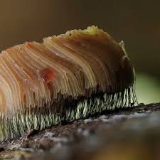 Attēlu rezultāti vaicājumam “Stemonitis flavogenita”