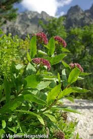 Attēlu rezultāti vaicājumam “Hylotelephium telephium”