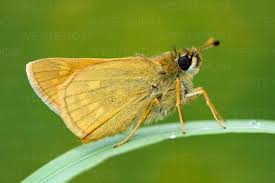 Attēlu rezultāti vaicājumam “Ochlodes sylvanus”