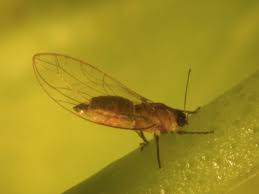 Attēlu rezultāti vaicājumam “Trioza dispar nymph”