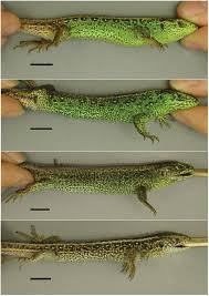 Attēlu rezultāti vaicājumam “Lacerta agilis male”