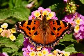 Attēlu rezultāti vaicājumam “Nymphalis xanthomelas”