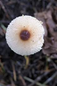 Attēlu rezultāti vaicājumam “Lepiota clypeolaria”