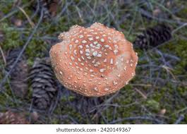 Attēlu rezultāti vaicājumam “Amanita regalis”