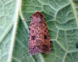 Attēlu rezultāti vaicājumam “Caradrina morpheus”