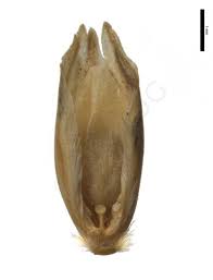 Attēlu rezultāti vaicājumam “Danthonia decumbens fruit”