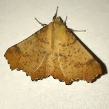 Attēlu rezultāti vaicājumam “Ennomos autumnaria male”