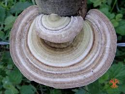 Attēlu rezultāti vaicājumam “Lenzites betulina”