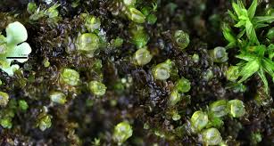 Attēlu rezultāti vaicājumam “Frullania dilatata”