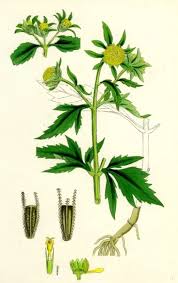 Attēlu rezultāti vaicājumam “Bidens tripartita flower”