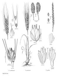 Attēlu rezultāti vaicājumam “Triticum aestivum”