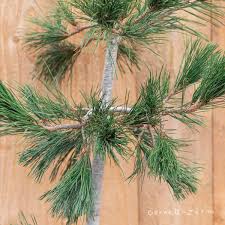 Attēlu rezultāti vaicājumam “Pinus peuce”