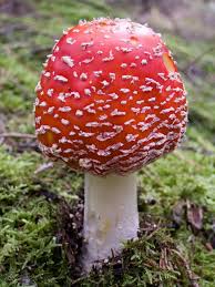 Attēlu rezultāti vaicājumam “Amanita”
