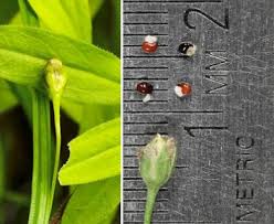 Attēlu rezultāti vaicājumam “Moehringia lateriflora flower”