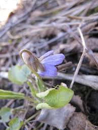 Attēlu rezultāti vaicājumam “Viola collina”