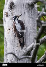 Attēlu rezultāti vaicājumam “Picoides tridactylus adult”