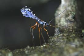 Attēlu rezultāti vaicājumam “Ichneumonidae imago”