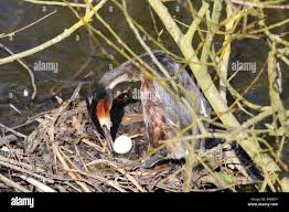 Attēlu rezultāti vaicājumam “Podiceps cristatus nest”