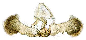 Attēlu rezultāti vaicājumam “Grapholita funebrana larva”