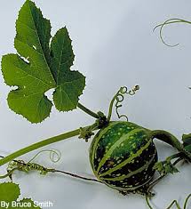 Attēlu rezultāti vaicājumam “Cucurbita pepo fruit”