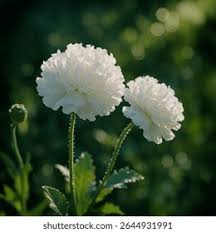 Image result for Papaver somniferum White Cloud