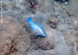 Image result for Scarus taeniopterus