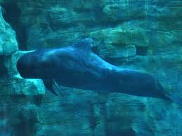 Image result for Globicephala melas