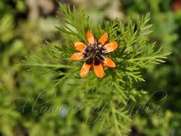 Image result for Adonis aestivalis