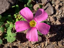 Attēlu rezultāti vaicājumam “Oxalidaceae”