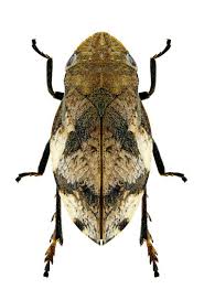 Attēlu rezultāti vaicājumam “Auchenorrhyncha”