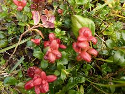 Attēlu rezultāti vaicājumam “Exobasidium splendidum”