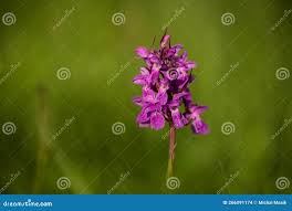 Attēlu rezultāti vaicājumam “Dactylorhiza traunsteineri”