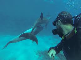 Image result for Richmond Sub-Aqua Club