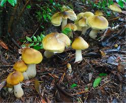 Attēlu rezultāti vaicājumam “Tricholoma flavovirens”