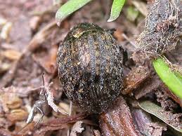 Attēlu rezultāti vaicājumam “Cytilus sericeus”