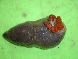 Image result for Cucumaria frondosa