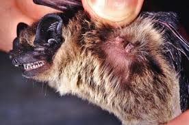 Attēlu rezultāti vaicājumam “Vespertilio murinus”