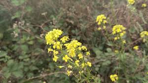Attēlu rezultāti vaicājumam “Sisymbrium loeselii”