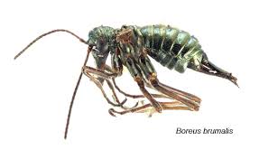 Attēlu rezultāti vaicājumam “Boreus”