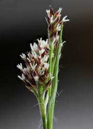 Attēlu rezultāti vaicājumam “Luzula multiflora fruit”