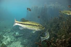 Image result for Micropterus salmoides