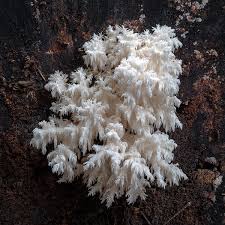 Attēlu rezultāti vaicājumam “Hericium coralloides”