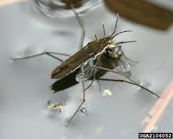 Attēlu rezultāti vaicājumam “Gerridae”