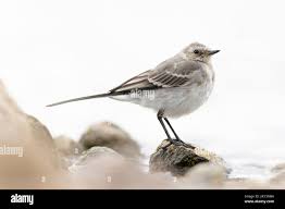 Attēlu rezultāti vaicājumam “Motacilla alba juvenile”