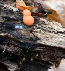 Attēlu rezultāti vaicājumam “Lycogala confusum”