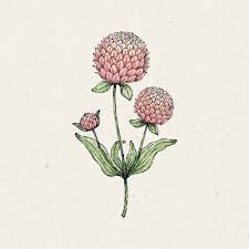 Image result for Kugelamarant