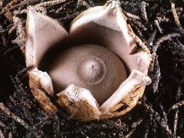 Attēlu rezultāti vaicājumam “Geastrum fimbriatum”