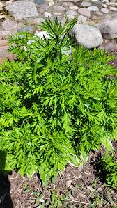 Attēlu rezultāti vaicājumam “Artemisia vulgaris bud”