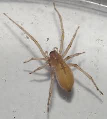 Attēlu rezultāti vaicājumam “Cheiracanthium sp.”